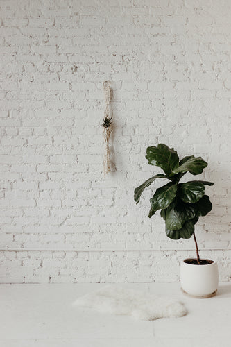 Macrame Air Plant Hanger