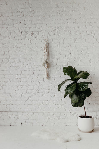 Macrame Plant Hanger